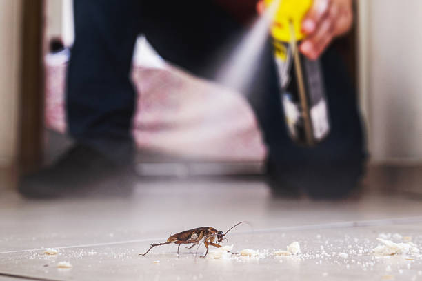 Flea Control Services in Alafaya, FL